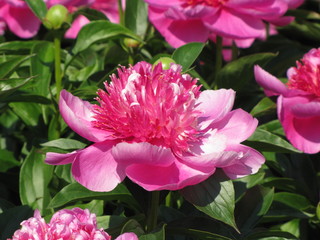 Bloooming pink peony flowers