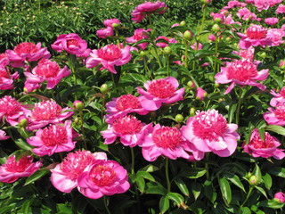 Bloooming pink peony flowers 