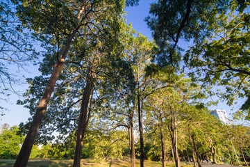 Beautiful green summer park garden with blue sky.