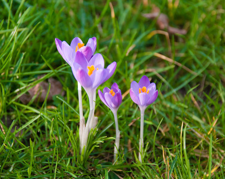 Krokus