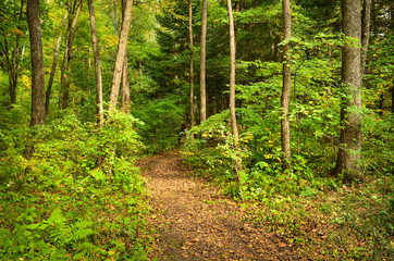 Summer forest, trail or road through trees