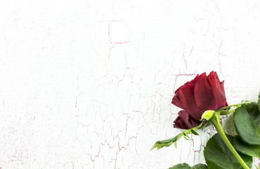 Rote Rose vor weißen Hintergrund