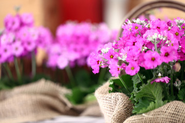 Purple primrose flowers
