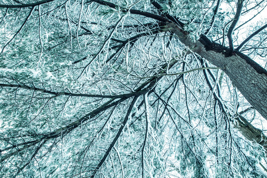 Cold toned image of tree branches covered in snow