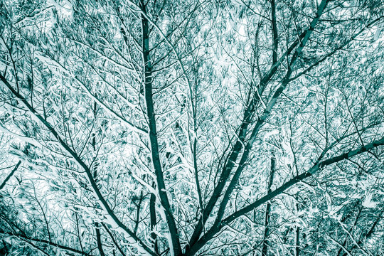 Cold toned image of tree branches covered in snow