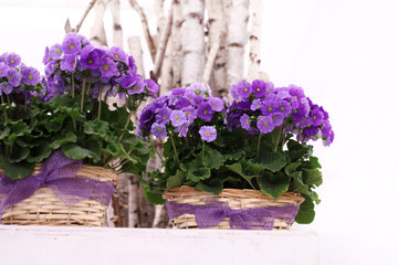 primrose purple flowers in wicker basket with ribbon bow