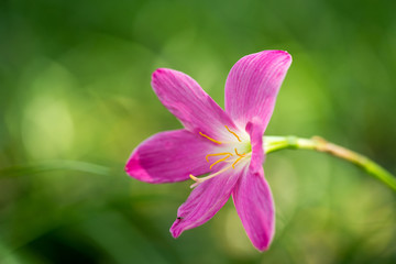 Pink Flower with Blur background