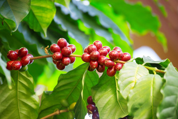 Плоды кофейного дерева