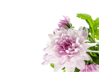 pink chrysanthemum in corner of white background
