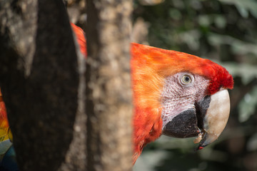 Un guacamayo entre las ramas de un árbol.