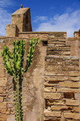 Kaktus vor der Kirchenmauer
