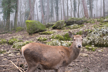 Reh mit Nebel im Wald
