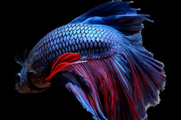 Fototapeta premium betta fish isolated on black background