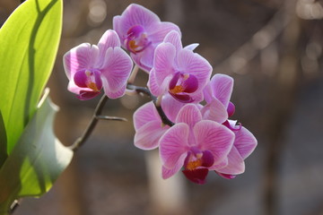 pink orchids in nature - 102137631