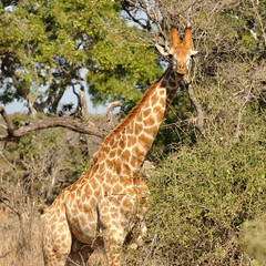 giraffe in Kurger Park South Africa