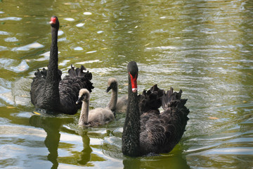 Семья лебедей (swans family)