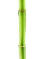 Green Bamboo Stem