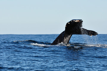 Naklejka premium Whale watching at plettenberg bay 