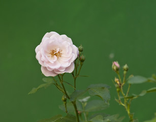 Obraz premium Pink rose in the garden.