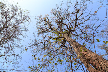 Nature in Phukradueng