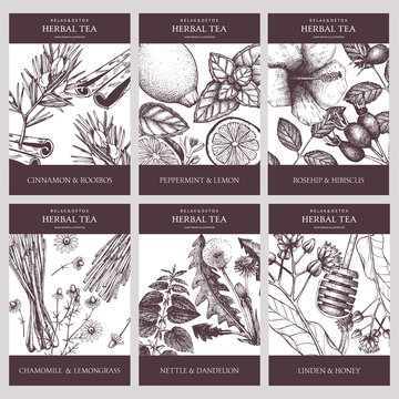Botanical collection of decorative designs with hand drawn herbal tea ingredients. Vector set of vintage templates with herbs and spice sketch 