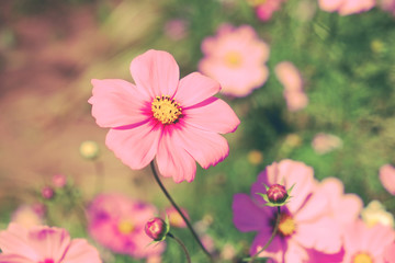 flowers with filter effect retro vintage style