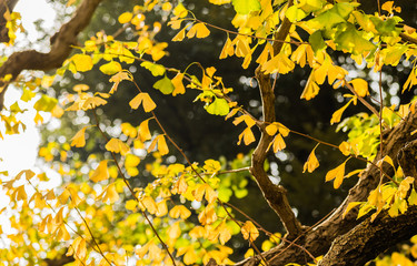 Yellow Ginkgo leaves in Under exposure style
