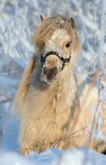 American miniature mare