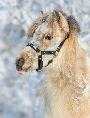 American miniature horse puts out tongue