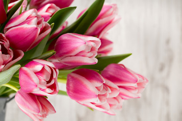 Tulips on the grey  background.