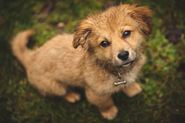 Fototapeta premium Hund ist nass