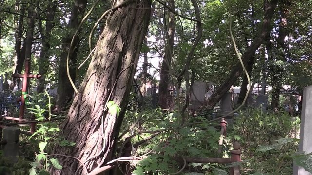 a lot of trees on the old Orthodox cemetery