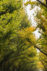 Yellow Ginkgo tree in the park