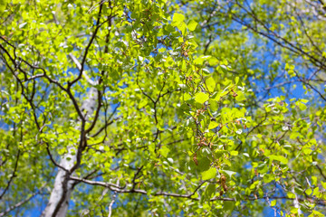 Fototapeta premium Fresh foliage of birch tree at spring