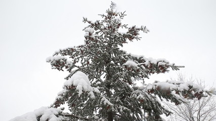 Spruce tree with many cones in a snowstorm. Grey and stormy winter day  - Powered by Adobe