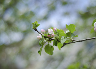 Beautiful blurred apple-tree flowers, shallow DOF