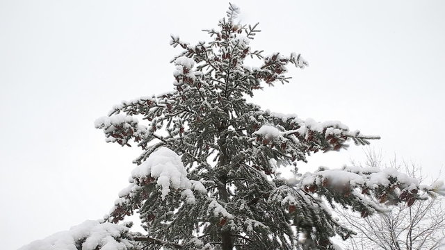 Spruce tree with many cones in a snowstorm. Grey and stormy winter day 