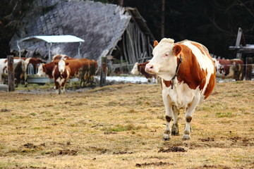Kuh im Feld in Steiermark, Österreich