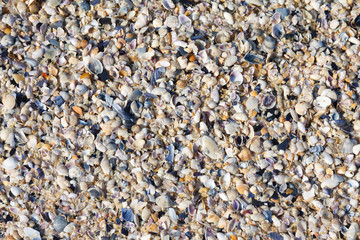seashells on the beach