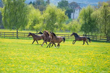 Panele Szklane  młode galopujące konie na pastwisku