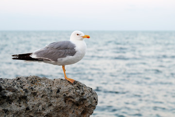Fototapeta premium Seagull on sea background