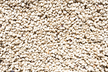 Green coffee beans background.