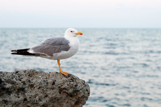 Seagull on sea background