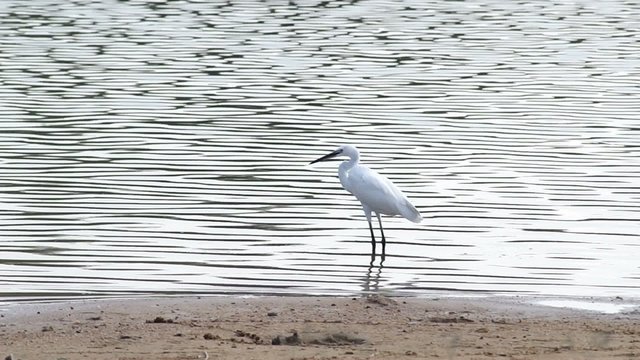 white crane is walking and searching for food in the reservoir