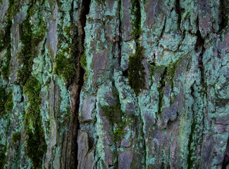 Tree Bark Texture natural background