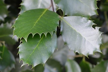 Green leaves