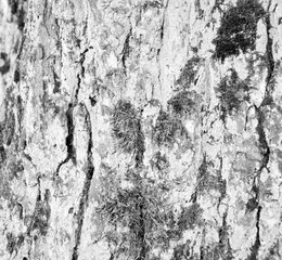 Tree Bark Texture natural wood background