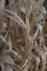 Dry vegetation