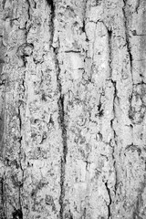 Tree Bark Texture natural wood background