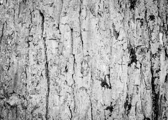 Obraz premium Tree Bark Texture natural wood background